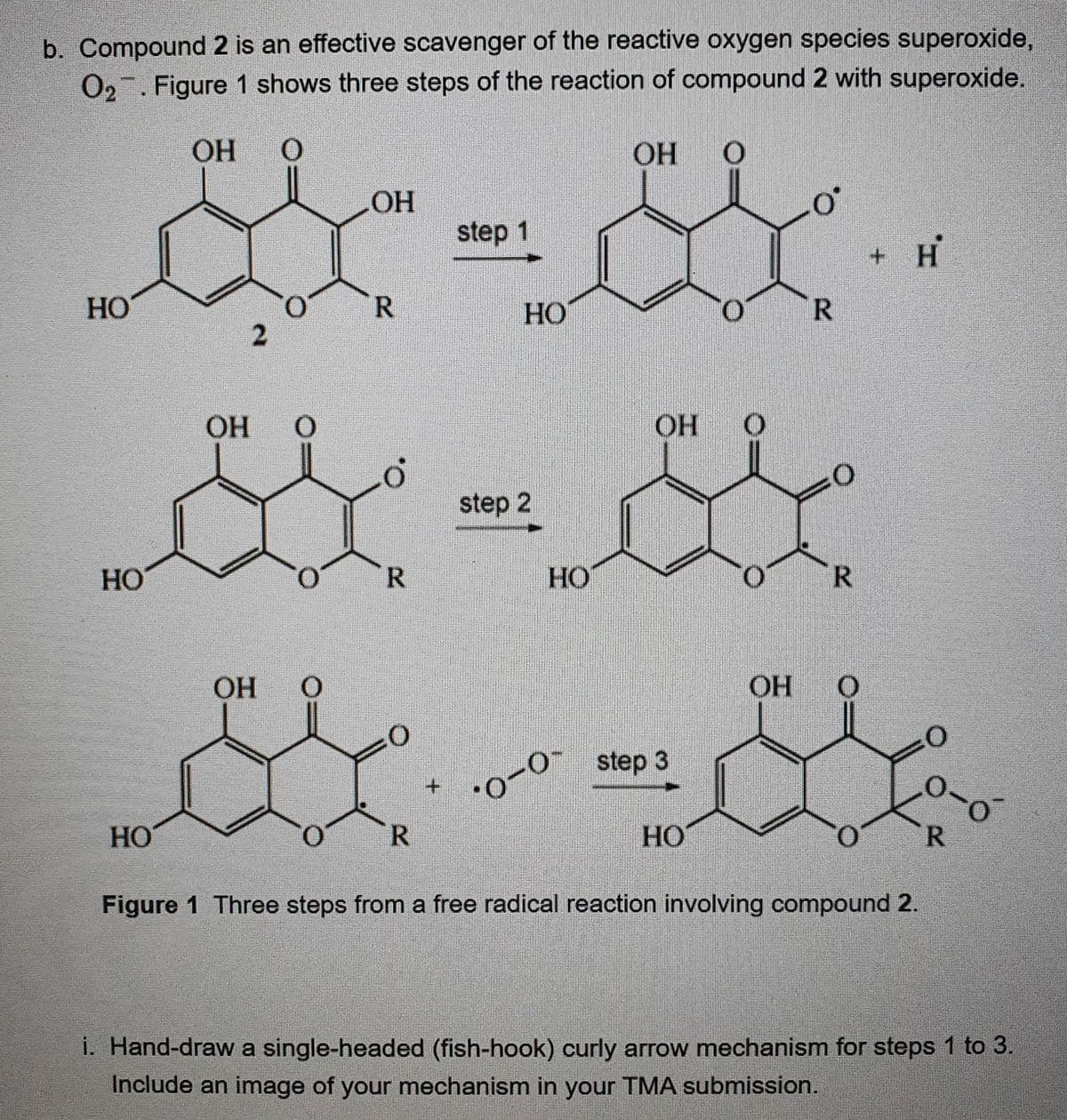 b. Compound 2 is an effective scavenger of the reactive oxygen species superoxide,
O2 " . Figure 1 shows three steps of the reaction of compound 2 with superoxide.
بل بل
مت بنز
HO
HO
OH 0
OH
OH
OH
0
R
R
step 1
R
HO
step 2
HO
OH
0-0
OH
بلا بلا
step 3
HO
R
OH
R
+ H
HO
Figure 1 Three steps from a free radical reaction involving compound 2.
۱-۵
R
i. Hand-draw a single-headed (fish-hook) curly arrow mechanism for steps 1 to 3.
Include an image of your mechanism in your TMA submission.