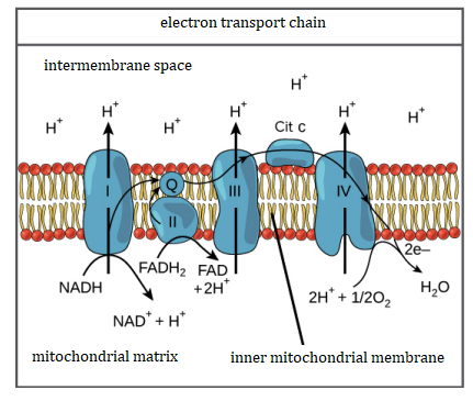 electron transport chain
intermembrane space
H*
H*
H*
H*
Cit c
2e-
FADH2 FAD
+2H*
NADH
2H' + 1/20,
H,0
NAD* + H*
mitochondrial matrix
inner mitochondrial membrane
