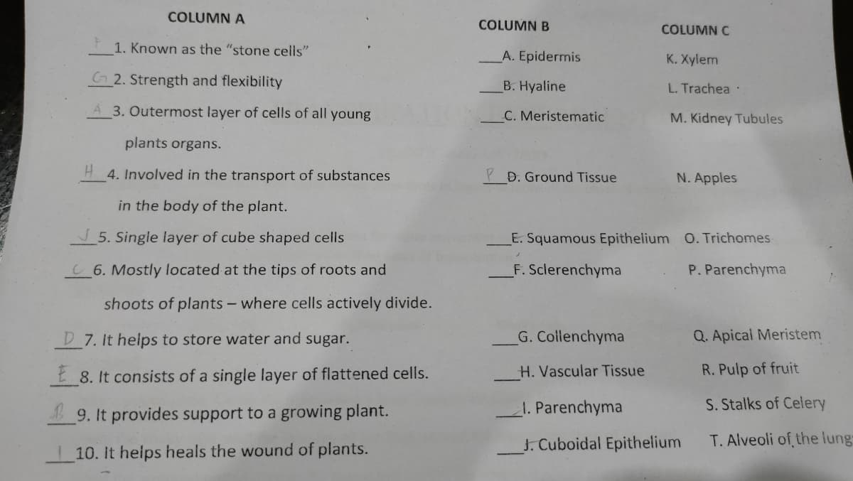 COLUMN A
COLUMN B
COLUMN C
1. Known as the "stone cells"
A. Epidermis
K. Xylem
2. Strength and flexibility
B. Hyaline
L. Trachea :
3. Outermost layer of cells of all young
C. Meristematic
M. Kidney Tubules
plants organs.
H 4. Involved in the transport of substances
P D. Ground Tissue
N. Apples
in the body of the plant.
5. Single layer of cube shaped cells
E. Squamous Epithelium 0. Trichomes
C6. Mostly located at the tips of roots and
F. Sclerenchyma
P. Parenchyma
shoots of plants- where cells actively divide.
D 7. It helps to store water and sugar.
G. Collenchyma
Q. Apical Meristem
8. It consists of a single layer of flattened cells.
H. Vascular Tissue
R. Pulp of fruit
19. It provides support to a growing plant.
1. Parenchyma
S. Stalks of Celery
J. Cuboidal Epithelium
T. Alveoli of the lung-
10. It helps heals the wound of plants.
