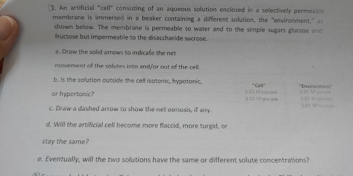 1. An artificial "cell" consisting of an aqueous solution enclosed in a selectively permeable
membrane is immersed in a beaker containing a different solution, the "environment," as
shown below. The membrane is permeable to water and to the simple sugars glucose and
fructose but impermeable to the disaccharide sucrose.
a. Draw the solid arrows to indicate the net
movement of the solutes into and/or out of the cell.
b. Is the solution outside the cel! isotonic, hypotonic,
"Cell"
"Environment"
0.01 M sucrose
0.03 M sucrose
or hypertonic?
0.02 M glucose
001 M glucose
0.01 Mfructose
C. Draw a dashed arrow to show the net osmosis, if any.
d. Will the artificial cell become more flaccid, more turgid, or
stay the same?
e. Eventually, will the two solutions have the same or different solute concentrations?
