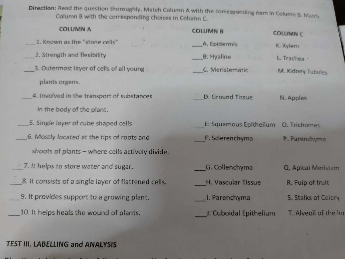 Direction: Read the question thoroughly. Match Column A with the corresponding item in Column B. Match
Column B with the corresponding choices in Column C.
COLUMN A
COLUMN B
COLUMN C
1. Known as the "stone cells"
A. Epidermis
K. Xylem
2. Strength and flexibility
B. Hyaline
L. Trachea
3. Outermost layer of cells of all young
C. Meristematic
M. Kidney Tubules
plants organs.
4. Involved in the transport of substances
D. Ground Tissue
N. Apples
in the body of the plant.
5. Single layer of cube shaped cells
E. Squamous Epithelium O. Trichomes
6. Mostly located at the tips of roots and
F. Sclerenchyma
P. Parenchyma
shoots of plants - where cells actively divide.
7. It helps to store water and sugar.
G. Collenchyma
Q. Apical Meristem
8. It consists of a single layer of flattened cells.
H. Vascular Tissue
R. Pulp of fruit
9. It provides support to a growing plant.
1. Parenchyma
S. Stalks of Celery
10. It helps heals the wound of plants.
J. Cuboidal Epithelium
T. Alveoli of the lur
TEST III. LABELLING and ANALYSIS
