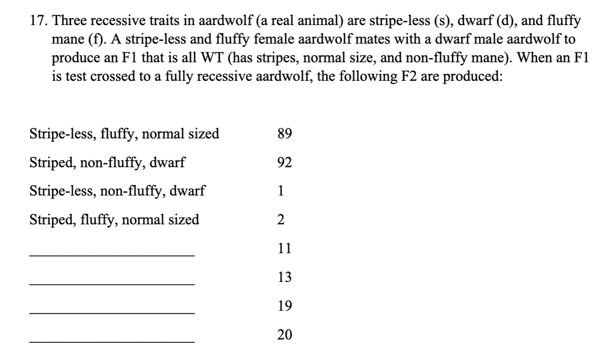 17. Three recessive traits in aardwolf (a real animal) are stripe-less (s), dwarf (d), and fluffy
mane (f). A stripe-less and fluffy female aardwolf mates with a dwarf male aardwolf to
produce an F1 that is all WT (has stripes, normal size, and non-fluffy mane). When an F1
is test crossed to a fully recessive aardwolf, the following F2 are produced:
Stripe-less, fluffy, normal sized
89
Striped, non-fluffy, dwarf
92
Stripe-less, non-fluffy, dwarf
1
Striped, fluffy, normal sized
2
11
13
19
20
