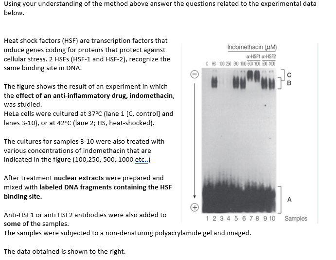 Using your understanding of the method above answer the questions related to the experimental data
below.
Heat shock factors (HSF) are transcription factors that
induce genes coding for proteins that protect against
cellular stress. 2 HSFs (HSF-1 and HSF-2), recognize the
same binding site in DNA.
The figure shows the result of an experiment in which
the effect of an anti-inflammatory drug, indomethacin,
was studied.
HeLa cells were cultured at 37°C (lane 1 [C, control] and
lanes 3-10), or at 42°C (lane 2; HS, heat-shocked).
The cultures for samples 3-10 were also treated with
various concentrations of indomethacin that are
indicated in the figure (100,250, 500, 1000 etc..)
After treatment nuclear extracts were prepared and
mixed with labeled DNA fragments containing the HSF
binding site.
Indomethacin (M)
a-HSF1 a-HSF2
CHS 100 250 500 1000 500 1000 500 1000
Anti-HSF1 or anti HSF2 antibodies were also added to
some of the samples.
The samples were subjected to a non-denaturing polyacrylamide gel and imaged.
The data obtained is shown to the right.
닌
B
A
1 2 3 4 5 6 7 8 9 10 Samples