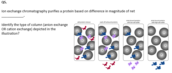 Q5.
Ion exchange chromatography purifies a protein based on difference in magnitude of net
Identify the type of column (anion exchange
OR cation exchange) depicted in the
illustration?
add protein mixture
wash off unbound proteins
elute bound proteins
with low salt buffer
elute bound proteins
with high salt buffer
