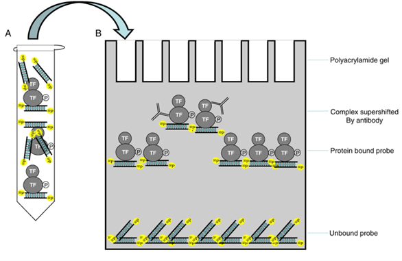 0000000
TF
8
TF
TF TF P
P
Polyacrylamide gel
Complex supershifted
By antibody
Protein bound probe
Unbound probe