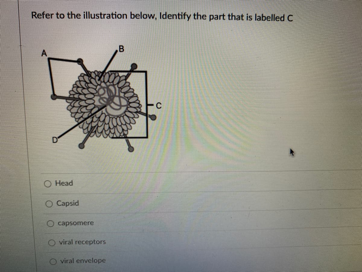 Refer to the illustration below, Identify the part that is labelled C
Head
Capsid
capsomere
viral receptors
viral envelope
