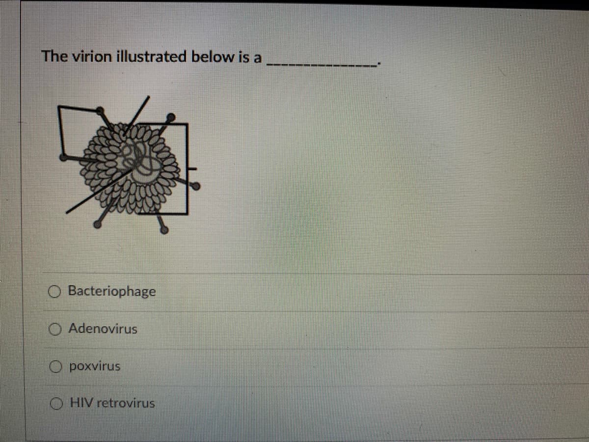 The virion illustrated below is a
O Bacteriophage
O Adenovirus
O poxvirus
O HIVretrovirus
