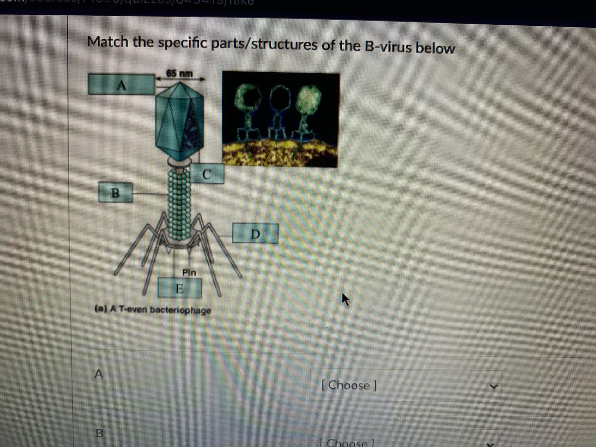 Match the specific parts/structures of the B-virus below
65 nm
B
Pin
(a) A T-even bacteriophage
[Choose ]
Choose
B.
