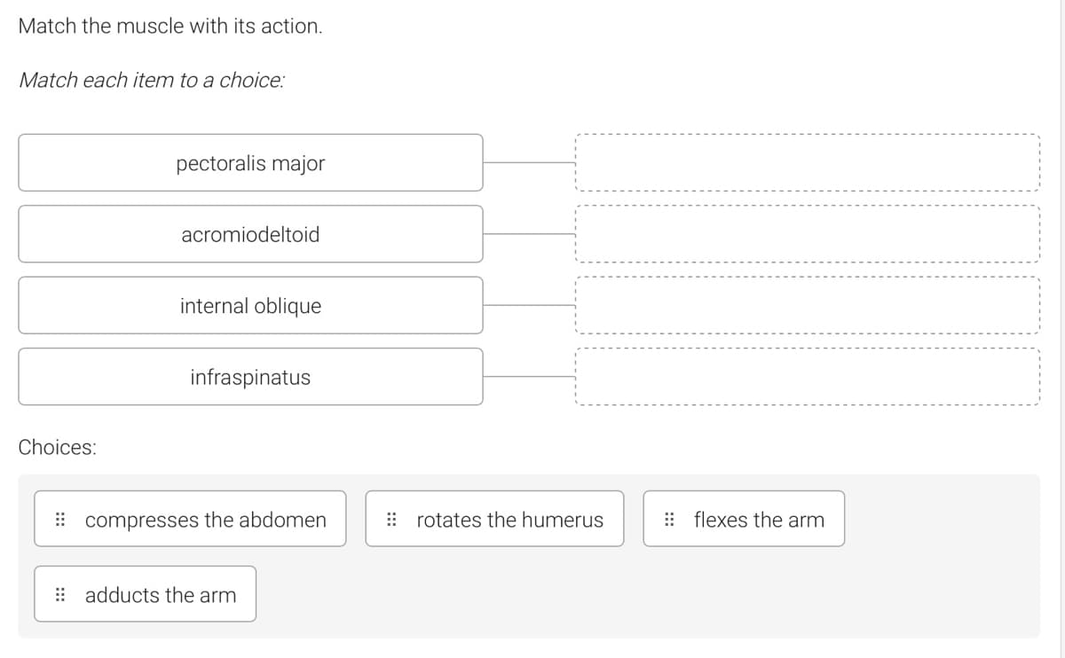 Match the muscle with its action.
Match each item to a choice:
pectoralis major
acromiodeltoid
internal oblique
infraspinatus
Choices:
: compresses the abdomen
: rotates the humerus
: flexes the arm
: adducts the arm
