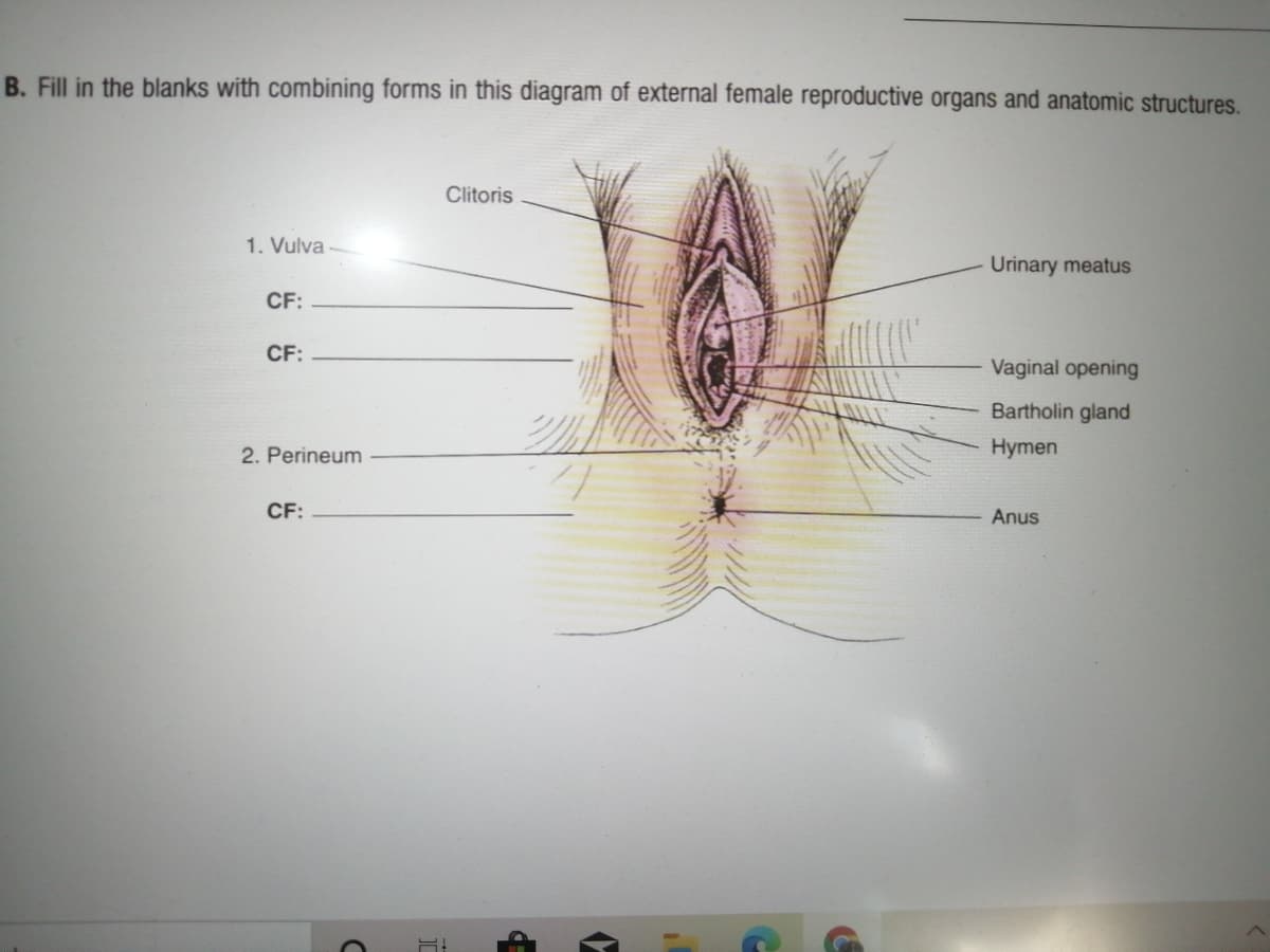 B. Fill in the blanks with combining forms in this diagram of external female reproductive organs and anatomic structures.
Clitoris
1. Vulva
Urinary meatus
CF:
CF:
Vaginal opening
Bartholin gland
2. Perineum
Hymen
CF:
Anus
