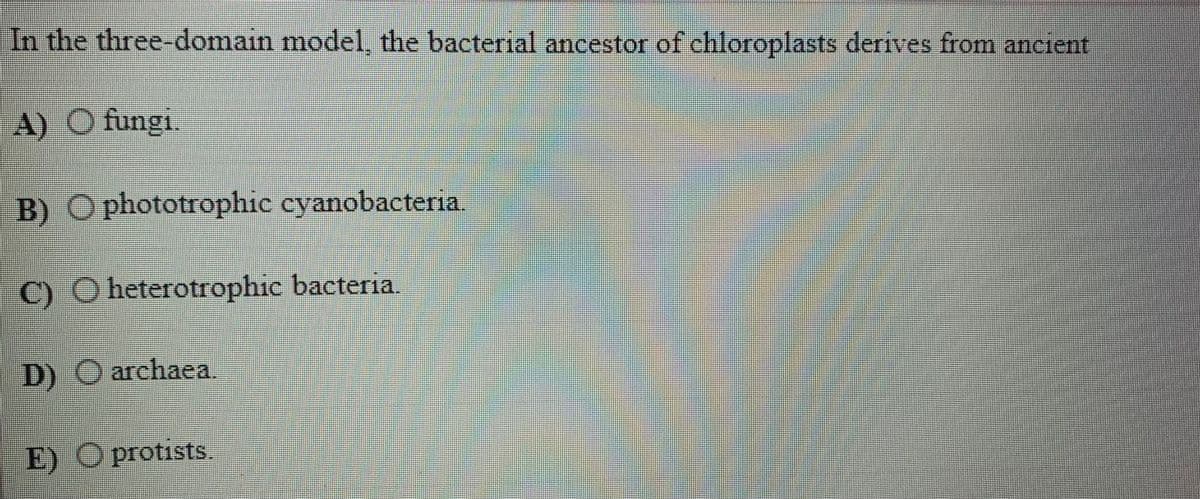 In the three-domain model, the bacterial ancestor of chloroplasts derives from ancient
A) O fungi,
B) O phototrophic eyanobacteria
C) O heterotrophic bacteria.
D) O archaea.
E) O protists,
