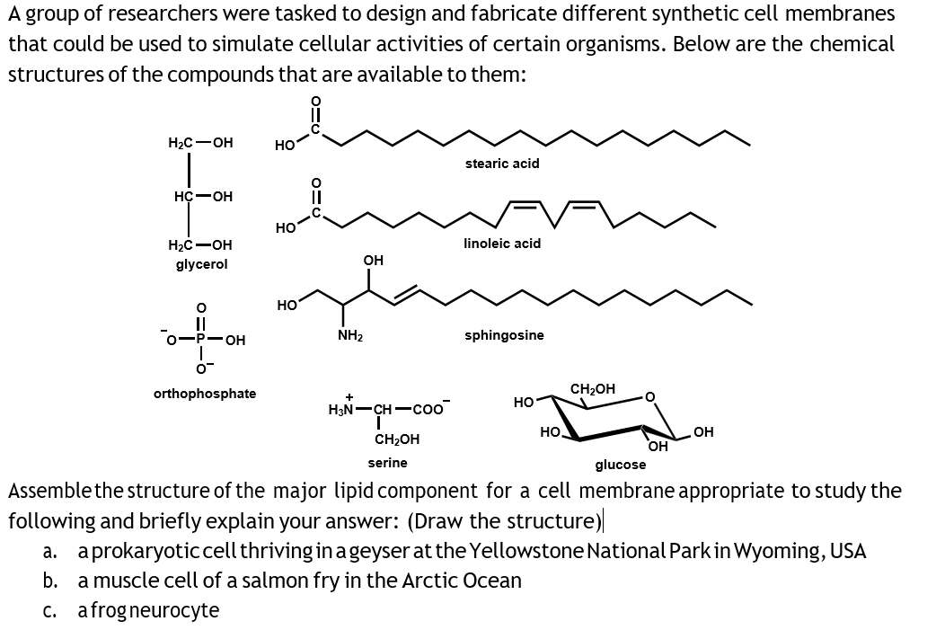 A group of researchers were tasked to design and fabricate different synthetic cell membranes
that could be used to simulate cellular activities of certain organisms. Below are the chemical
structures of the compounds that are available to them:
Нас — он
но
stearic acid
Нс—он
HO
H2C-OH
linoleic acid
он
glycerol
но
о—Р—он
NH2
sphingosine
orthophosphate
CH2OH
Но
H3N-CH-coo
но.
OH
CH2OH
он
serine
glucose
Assemblethe structure of the major lipid component for a cell membrane appropriate to study the
following and briefly explain your answer: (Draw the structure)
a. aprokaryoticcell thriving in ageyser at the Yellowstone National Park in Wyoming, USA
b. a muscle cell of a salmon fry in the Arctic Ocean
c. afrogneurocyte
