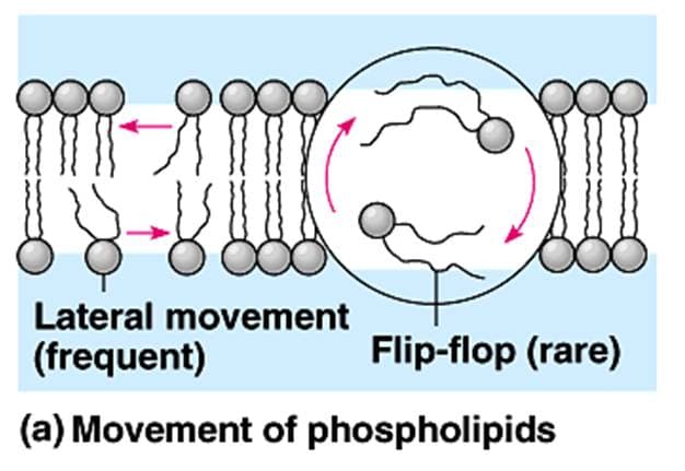 Lateral movement
(frequent)
Flip-flop (rare)
(a) Movement of phospholipids
