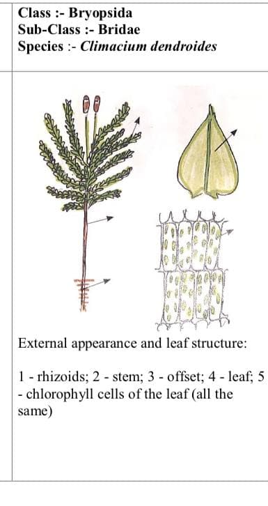 Class: Bryopsida
Sub-Class - Bridae
Species:- Climacium dendroides
External appearance and leaf structure:
1 - rhizoids; 2 stem; 3- offset; 4 - leaf; 5
- chlorophyll cells of the leaf (all the
same)