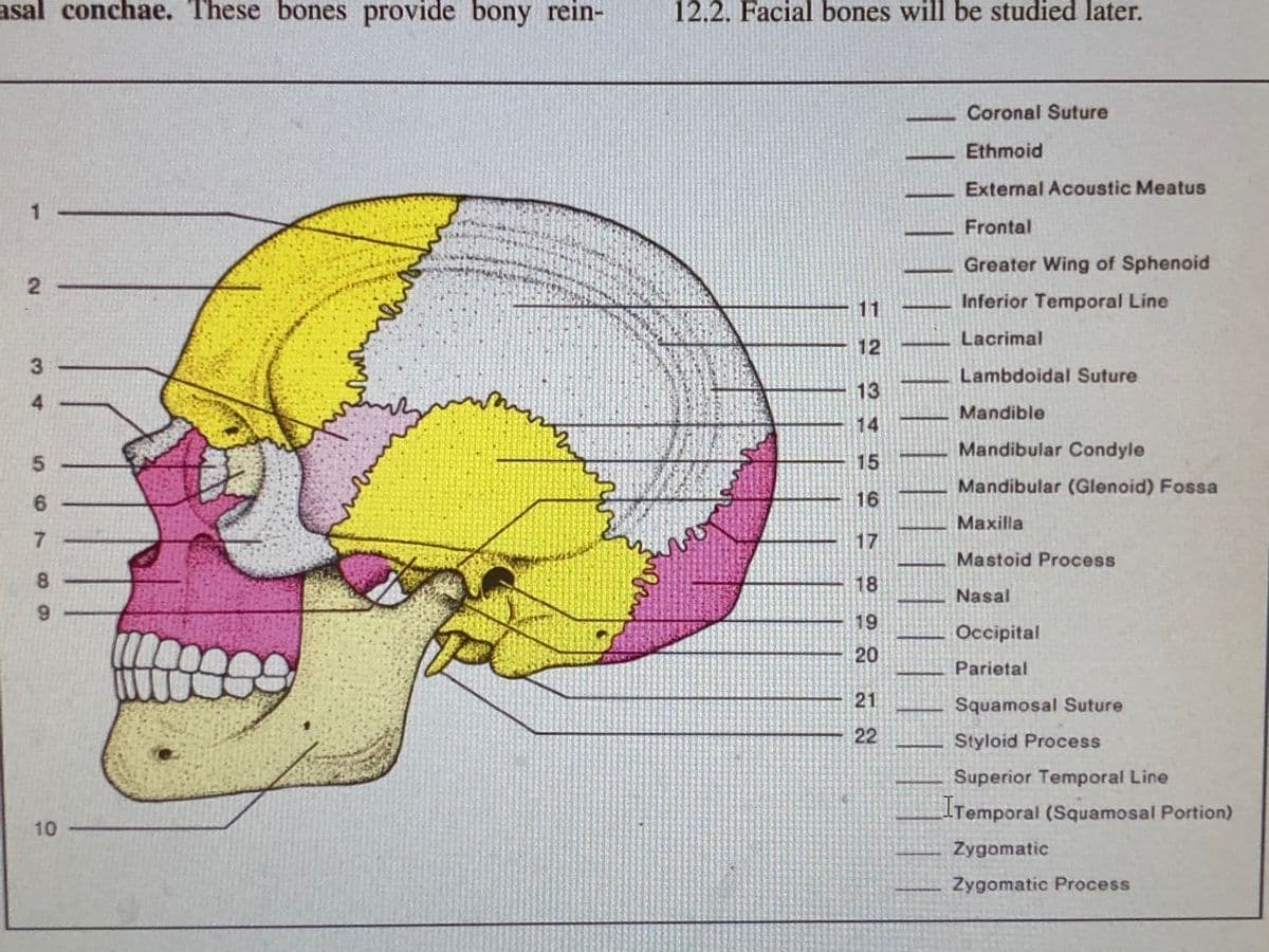 asal conchae. These bones provide bony rein-
12.2. Facial bones will be studied later.
Coronal Suture
Ethmoid
External Acoustic Meatus
Frontal
Greater Wing of Sphenoid
11
Inferior Temporal Line
Lacrimal
12
Lambdoidal Suture
13
Mandible
14
Mandibular Condyle
5.
15
Mandibular (Glenoid) Fossa
16
Maxilla
17
Mastoid Process
8.
18
Nasal
6.
19
Occipital
20
Parietal
21
Squamosal Suture
22
Styloid Process
Superior Temporal Line
Temporal (Squamosal Portion)
10
Zygomatic
Zygomatic Process
2.
34
