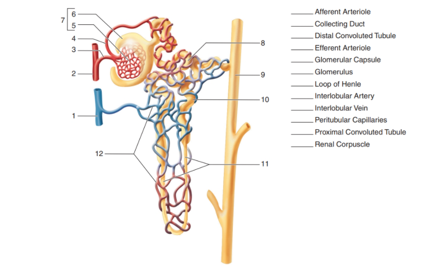 . Afferent Arteriole
7
Collecting Duct
Distal Convoluted Tubule
4
Efferent Arteriole
Glomerular Capsule
2
Glomerulus
Loop of Henle
Interlobular Artery
-10
Interlobular Vein
Peritubular Capillaries
Proximal Convoluted Tubule
Renal Corpuscle
12
-11
8.

