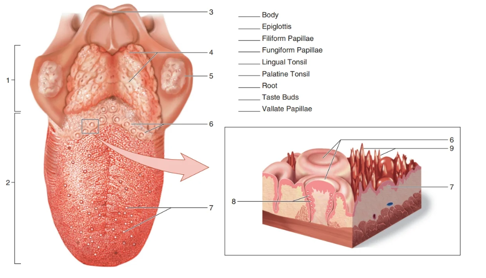 3
Body
Epiglottis
Filiform Papillae
Fungiform Papillae
Lingual Tonsil
Palatine Tonsil
1.
Root
Taste Buds
Vallate Papillae
2-
8.
