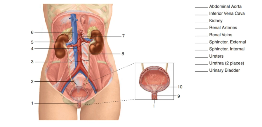 Abdominal Aorta
Inferior Vena Cava
Kidney
Renal Arteries
Renal Veins
. Sphincter, External
-7
4
Sphincter, Internal
Ureters
3
Urethra (2 places)
- Urinary Bladder
-10
2.

