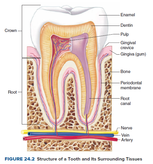 Enamel
Dentin
Crown
Pulp
- Gingival
crevice
- Gingiva (gum)
-Bone
- Periodontal
membrane
Root -
-Root
canal
-Nerve
- Vein
- Artery
FIGURE 24.2 Structure of a Tooth and Its Surrounding Tissues
