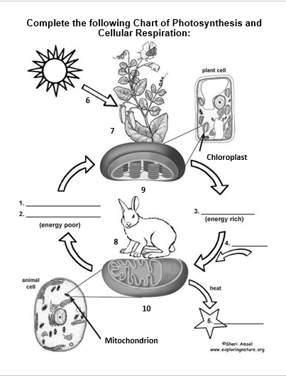 Complete the following Chart of Photosynthesis and
Cellular Respiration:
plant cell
7
Chloroplast
9.
1.
2.
(energy rich)
(energy poor)
animal
cell
heat
10
Mitochondrion
OSheri Amsel
www.exploringnature.org
