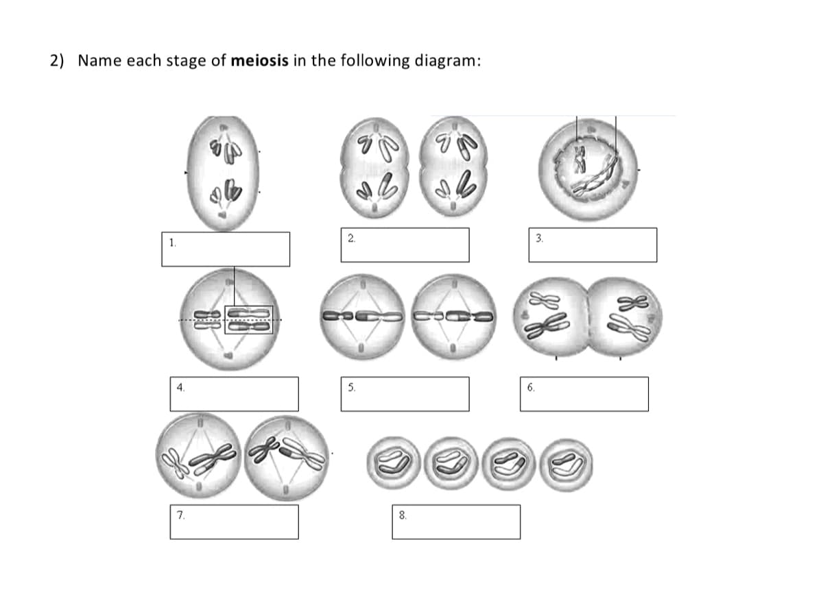 2) Name each stage of meiosis in the following diagram:
2.
3.
1.
4.
5.
6.
7.
8.
