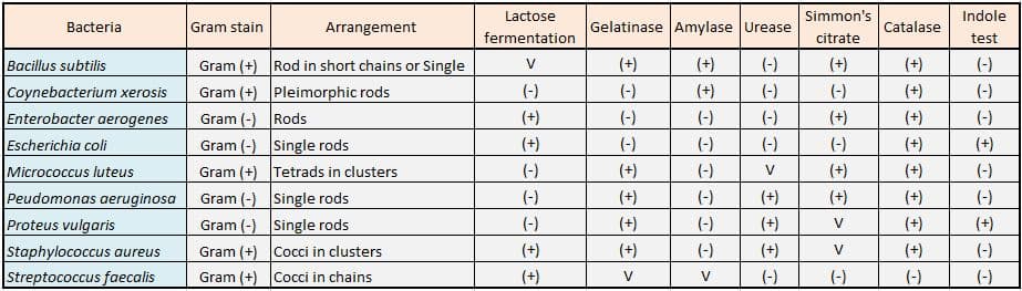 Lactose
Simmon's
Indole
Bacteria
Gram stain
Arrangement
Gelatinase Amylase Urease
Catalase
fermentation
citrate
test
Gram (+) Rod in short chains or Single
Gram (+) Pleimorphic rods
Gram (-) Rods
Gram (-) Single rods
Gram (+) Tetrads in clusters
Gram (-) Single rods
Gram (-) Single rods
Gram (+) Cocci in clusters
Bacillus subtilis
V
(+)
(+)
(-)
(+)
(+)
(-)
Coynebacterium xerosis
Enterobacter aerogenes
(-)
(-)
(+)
(-)
(-)
(+)
(-)
(+)
(-)
(-)
(-)
(+)
(+)
(-)
Escherichia coli
(+)
(-)
(-)
(-)
(-)
(+)
(+)
Micrococcus luteus
(-)
(+)
(-)
V
(+)
(+)
(-)
Peudomonas aeruginosa
Proteus vulgaris
Staphylococcus aureus
Streptococcus faecalis
(-)
(+)
(-)
(+)
(+)
(+)
(-)
(-)
(+)
(-)
(+)
V
(+)
(+)
(+)
(+)
(-)
(+)
V
(+)
(-)
Gram (+) Cocci in chains
(+)
V
V
(-)
(-)
(-)
(-)
