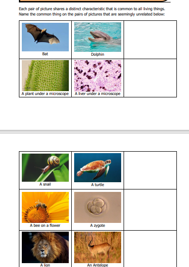 Each pair of picture shares a distinct characteristic that is common to all living things.
Name the common thing on the pairs of pictures that are seemingly unrelated below:
Bat
Dolphin
A plant under a microscope
A liver under a microscope
A snail
A turtle
A bee on a flower
A zygote
A lion
An Antelope
