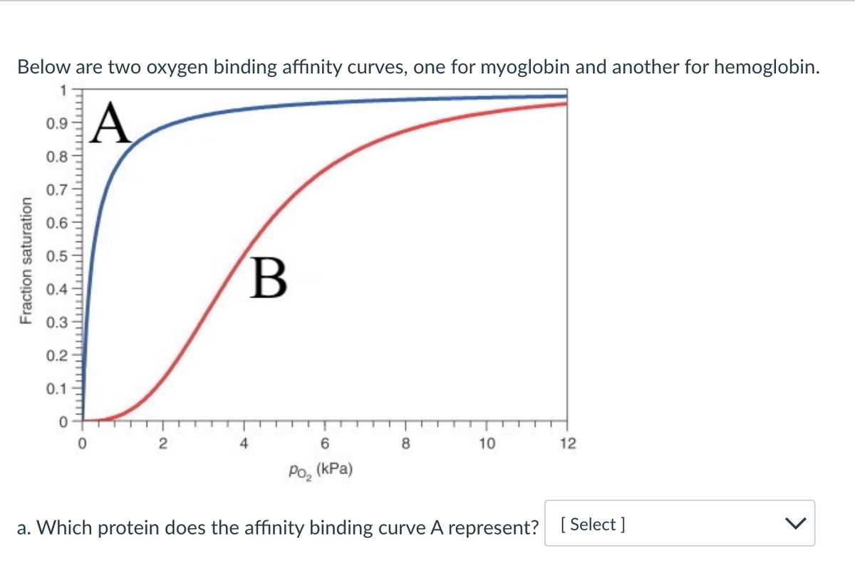 Below are two oxygen binding affinity curves, one for myoglobin and another for hemoglobin.
A
0.9
0.8
0.7
0.6
0.5
B
0.4
0.3
0.2
0.1
6.
10
12
Po, (kPa)
a. Which protein does the affinity binding curve A represent? [ Select ]
Fraction saturation
>
