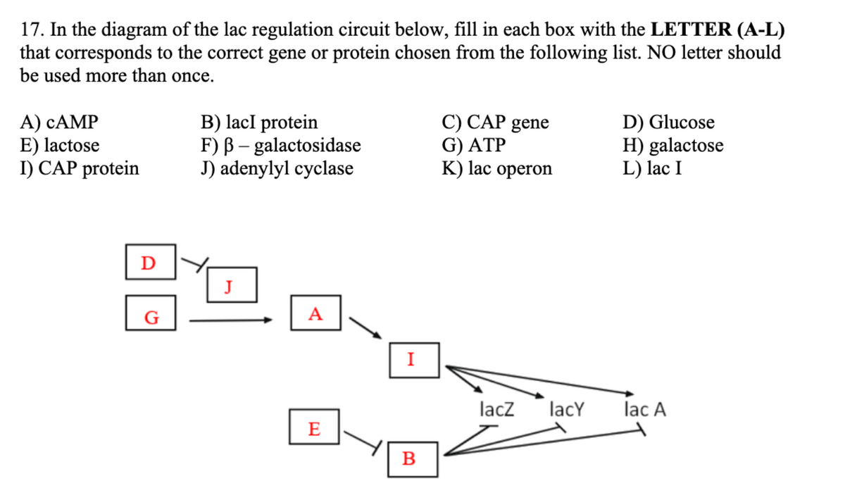 17. In the diagram of the lac regulation circuit below, fill in each box with the LETTER (A-L)
that corresponds to the correct gene or protein chosen from the following list. NO letter should
be used more than once.
A) CAMP
E) lactose
I) CAP protein
D
G
B) lacl protein
F) B-galactosidase
J) adenylyl cyclase
J
A
E
I
B
C) CAP gene
G) ATP
K) lac operon
lacz
lacy
D) Glucose
H) galactose
L) lac I
lac A