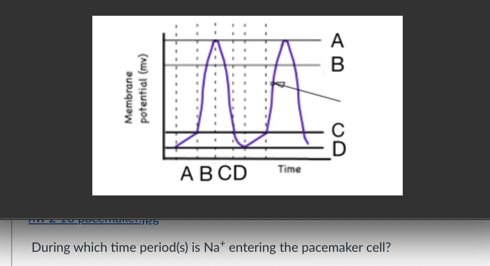 A
В
АВ CD
Time
During which time period(s) is Na* entering the pacemaker cell?
Membrane
potential (mv)
