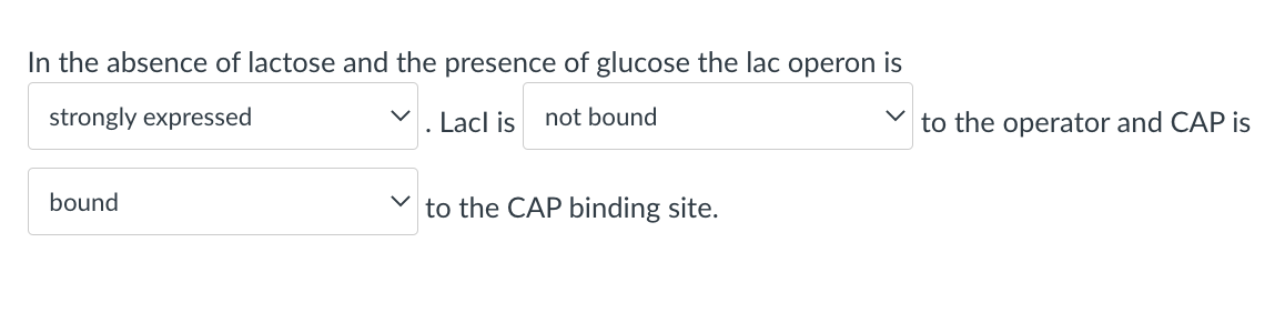 In the absence of lactose and the presence of glucose the lac operon is
strongly expressed
Lacl is not bound
bound
to the CAP binding site.
to the operator and CAP is