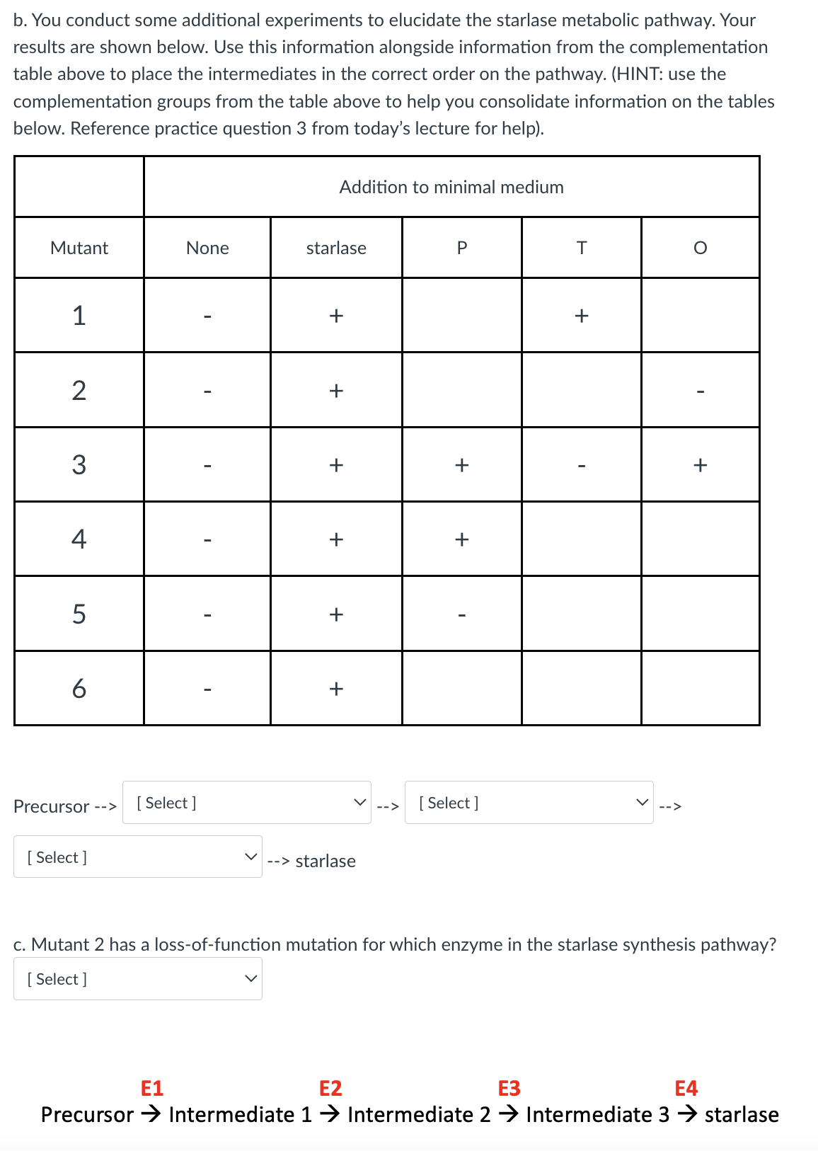 b. You conduct some additional experiments to elucidate the starlase metabolic pathway. Your
results are shown below. Use this information alongside information from the complementation
table above to place the intermediates in the correct order on the pathway. (HINT: use the
complementation groups from the table above to help you consolidate information on the tables
below. Reference practice question 3 from today's lecture for help).
Mutant
1
2
3
4
5
6
Precursor -->
[Select]
None
[Select]
Addition to minimal medium
starlase
+
+
+
+
+
+
--> starlase
P
+
+
[Select ]
T
+
O
+
c. Mutant 2 has a loss-of-function mutation for which enzyme in the starlase synthesis pathway?
[Select]
E1
E2
E3
E4
Precursor → Intermediate 1 → Intermediate 2 → Intermediate 3 → starlase