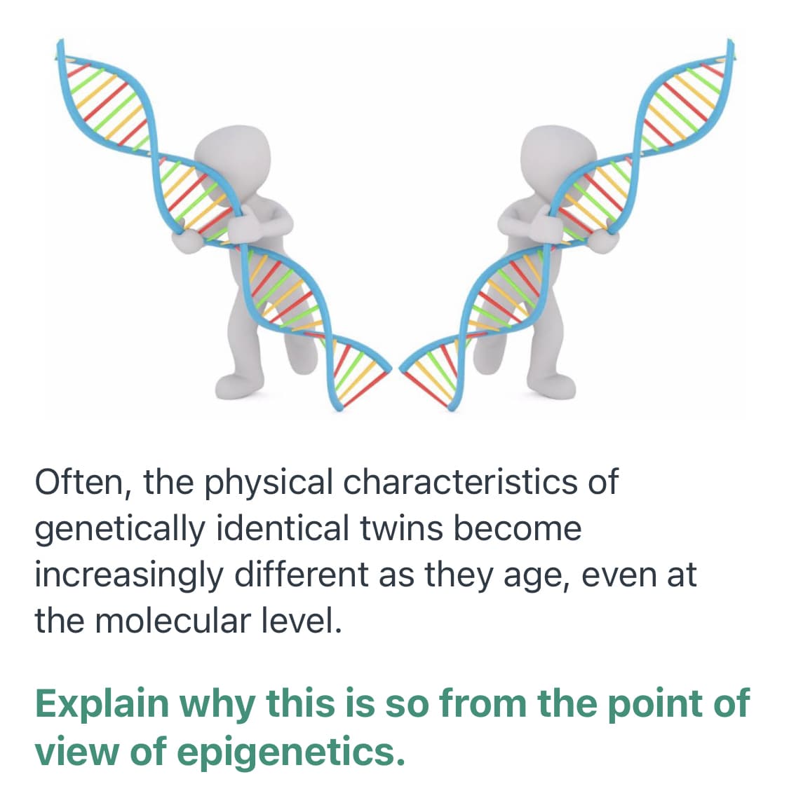 Often, the physical characteristics of
genetically identical twins become
increasingly different as they age, even at
the molecular level.
Explain why this is so from the point of
view of epigenetics.
