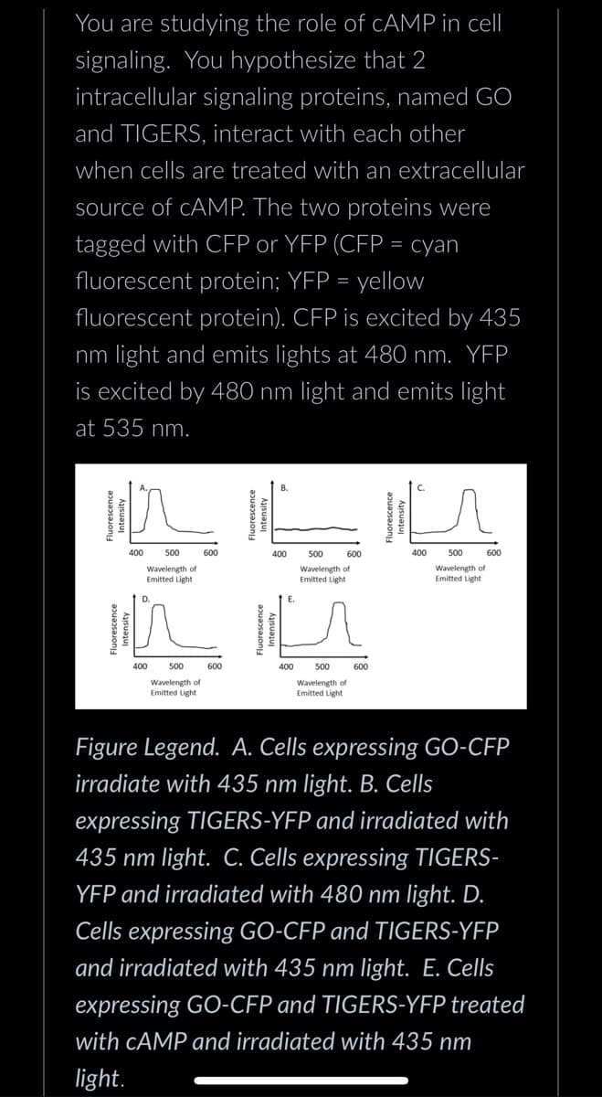 You are studying the role of CAMP in cell
signaling. You hypothesize that 2
intracellular signaling proteins, named GO
and TIGERS, interact with each other
when cells are treated with an extracellular
source of CAMP. The two proteins were
tagged with CFP or YFP (CFP = cyan
fluorescent protein; YFP = yellow
fluorescent protein). CFP is excited by 435
nm light and emits lights at 480 nm. YFP
is excited by 480 nm light and emits light
at 535 nm.
400
500
Wavelength of
Emitted Light
400
500
Wavelength of
Emitted Light
600
600
Fluorescence
400
400
500
Wavelength of
Emitted Light
600
500
Wavelength of
Emitted Light
600
Fluorescence
Intensity
400
500
Wavelength of
Emitted Light
600
Figure Legend. A. Cells expressing GO-CFP
irradiate with 435 nm light. B. Cells
expressing TIGERS-YFP and irradiated with
435 nm light. C. Cells expressing TIGERS-
YFP and irradiated with 480 nm light. D.
Cells expressing GO-CFP and TIGERS-YFP
and irradiated with 435 nm light. E. Cells
expressing GO-CFP and TIGERS-YFP treated
with CAMP and irradiated with 435 nm
light.