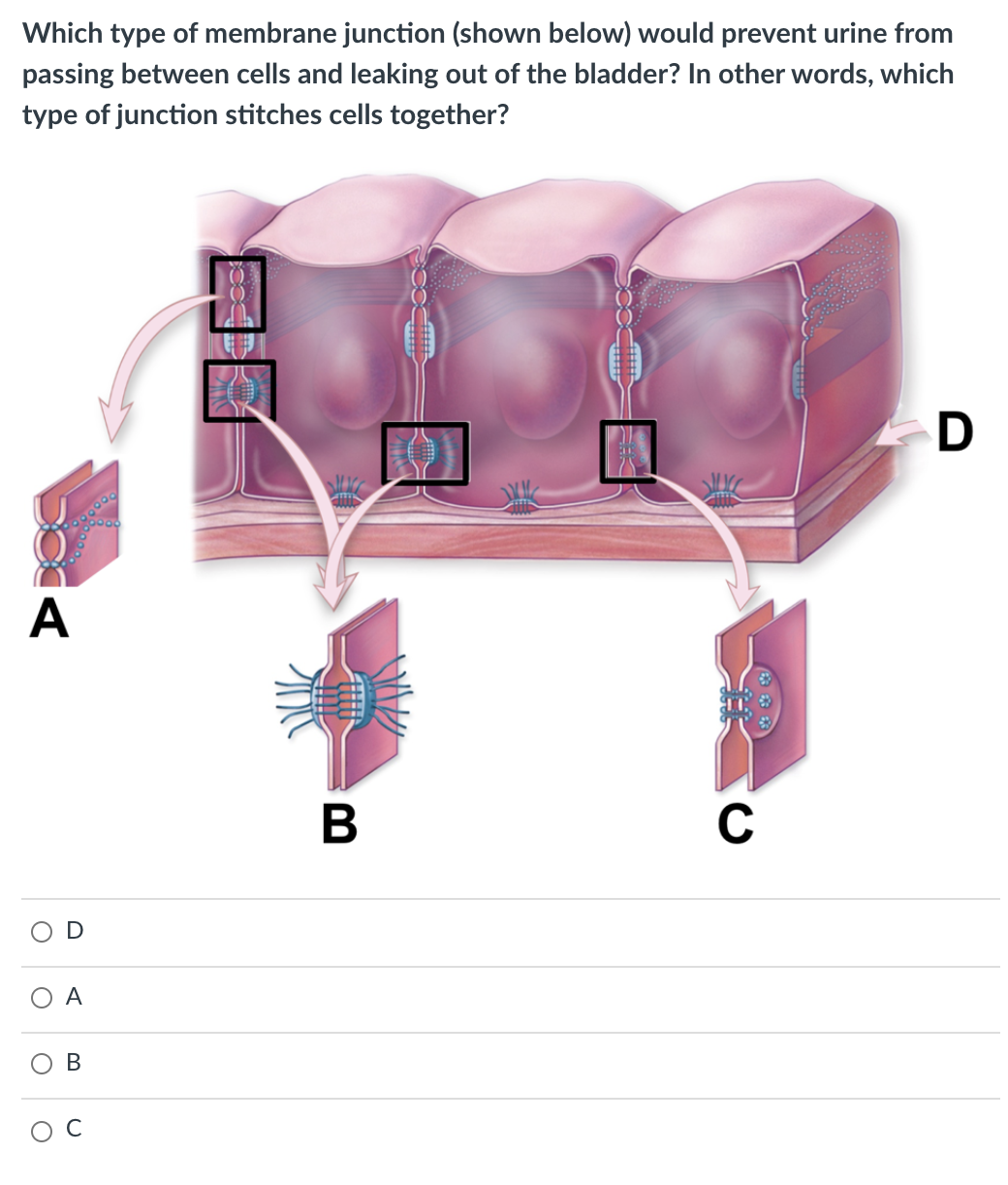 Which type of membrane junction (shown below) would prevent urine from
passing between cells and leaking out of the bladder? In other words, which
type of junction stitches cells together?
А
В
C
O A
В
D
