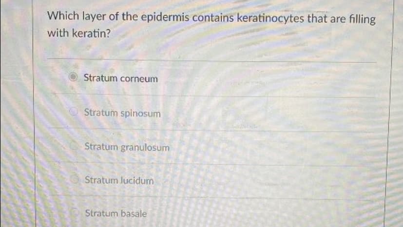 Which layer of the epidermis contains keratinocytes that are filling
with keratin?
Stratum corneum
Stratum spinosum
Stratum granulosum
Stratum lucidum
Stratum basale

