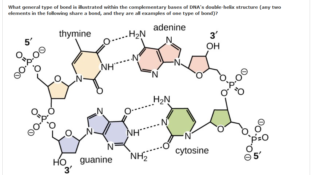 What general type of bond is illustrated within the complementary bases of DNA's double-helix structure (any two
elements in the following share a bond, and they are all examples of one type of bond)?
adenine
5'
thymine
H2N
3'
ОН
NH"
00
H2N
NH
НО
guanine
NH,
cytosine
3'
in
