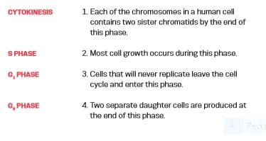 CYTOKINESIS
1 Each of the chromosomes in a human cell
contains two sister chromatids by the end of
this phase.
S PHASE
2. Most cell growth occurs during this phase.
0, PHASE
3. Cells that will never replicate leave the cell
cycle and enter this phase.
G, PHASE
4. Two separate daughter cells are produced at
the end of this phase.
Recte
