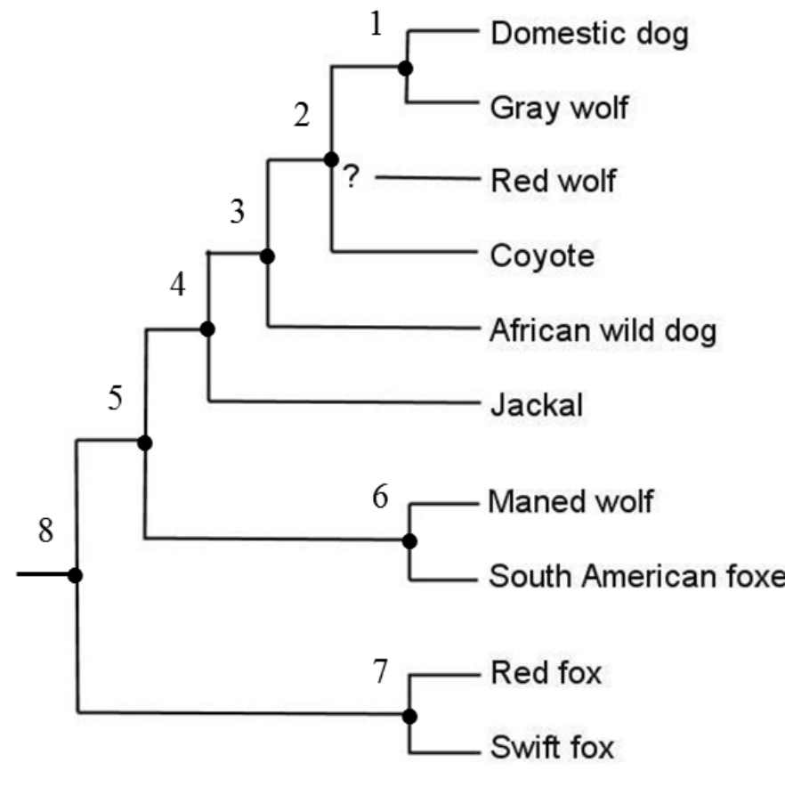 1
Domestic dog
2
Gray wolf
Red wolf
3
Coyote
4
African wild dog
5
Jackal
6
- Maned wolf
8
South American foxe
7
Red fox
Swift fox
