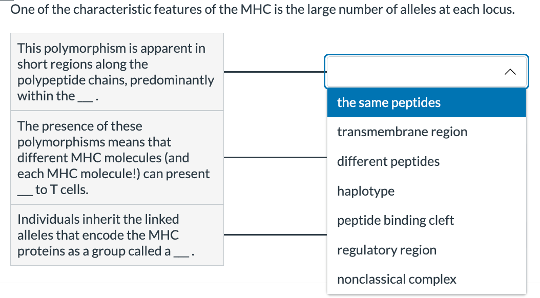 One of the characteristic features of the MHC is the large number of alleles at each locus.
This polymorphism is apparent in
short regions along the
polypeptide chains, predominantly
within the
—.
The presence of these
polymorphisms means that
different MHC molecules (and
each MHC molecule!) can present
to T cells.
Individuals inherit the linked
alleles that encode the MHC
proteins as a group called a
the same peptides
transmembrane region
different peptides
haplotype
peptide binding cleft
regulatory region
nonclassical complex