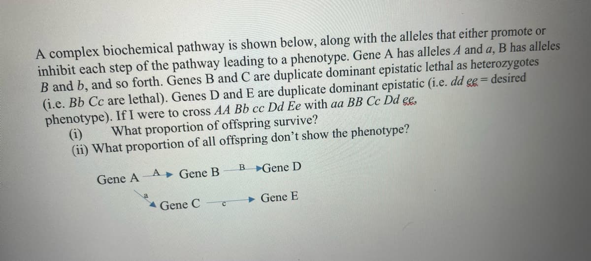 A complex biochemical pathway is shown below, along with the alleles that either promote or
inhibit each step of the pathway leading to a phenotype. Gene A has alleles A and a, B has alleles
B and b, and so forth. Genes B and C are duplicate dominant epistatic lethal as heterozygotes
(i.e. Bb Cc are lethal). Genes D and E are duplicate dominant epistatic (i.e. dd eg = desired
phenotype). If I were to cross AA Bb cc Dd Ee with aa BB Cc Dd e,
(i)
(ii) What proportion of all offspring don't show the phenotype?
What proportion of offspring survive?
Gene A
Gene B
B Gene D
a
Gene C
Gene E
