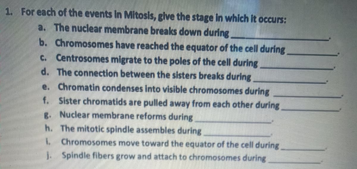 1. For each of the events in Mitosis, give the stage in which it occurs:
a. The nuclear membrane breaks down during.
b. Chromosomes have reached the equator of the cell during
c. Centrosomes migrate to the poles of the cell during
d. The connection between the sisters breaks during
e. Chromatin condenses into visible chromosomes during
f. Sister chromatids are pulled away from each other during.
B. Nuclear membrane reforms during
h. The mitotic spindle assembles during
1. Chromosomes move toward the equator of the cell during
Spindle fibers grow and attach to chromosomes during
j.