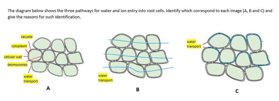 The diagram below shows the three pathways for water and ion entry into root cells. Identify which correspond to each image (A, B and C) and
give the reasons for such identification.
O
vacuole
cytoplasm
cellular wall
desmosomes
water
transport
A
water
transport
B
water
transport
C