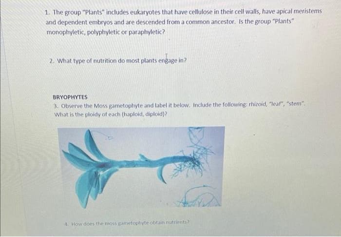 1. The group "Plants" includes eukaryotes that have cellulose in their cell walls, have apical meristems
and dependent embryos and are descended from a common ancestor. Is the group "Plants"
monophyletic, polyphyletic or paraphyletic?
2. What type of nutrition do most plants engage in?
BRYOPHYTES
3. Observe the Moss gametophyte and label it below. Include the following: rhizoid, "leaf", "stem".
What is the ploidy of each (haploid, diploid)?
4. How does the moss gametophyte obtain nutrients?
