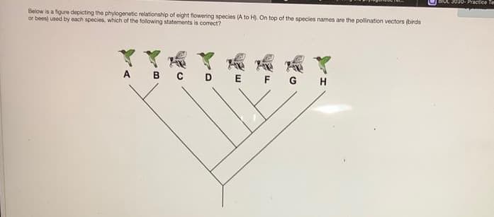 DIOL 3030- Practice Te
Below is a figure depicting the phylogenetic relationship of eight flowering species (A to H). On top of the species names are the pollination vectors (birds
or bees) used by each species, which of the following statements is correct?
A B C DE FG H
