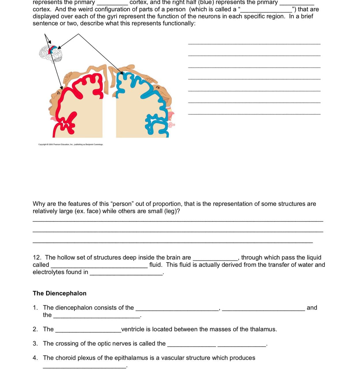 represents the primary
cortex. And the weird configuration of parts of a person (which is called a
displayed over each of the gyri represent the function of the neurons in each specific region. In a brief
sentence or two, describe what this represents functionally:
cortex, and the right half (blue) represents the primary
") that are
Copyright © 2005 Pearson Education, Inc., publishing as Benjamin Cummings.
Why are the features of this “person" out of proportion, that is the representation of some structures are
relatively large (ex. face) while others are small (leg)?
12. The hollow set of structures deep inside the brain are
called
through which pass the liquid
fluid. This fluid is actually derived from the transfer of water and
electrolytes found in
The Diencephalon
1. The diencephalon consists of the
the
and
2. The
ventricle is located between the masses of the thalamus.
3. The crossing of the optic nerves is called the
4. The choroid plexus of the epithalamus is a vascular structure which produces
