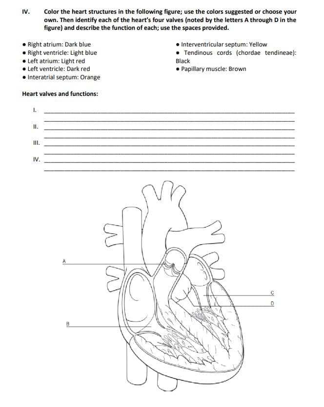 Color the heart structures in the following figure; use the colors suggested or choose your
own. Then identify each of the heart's four valves (noted by the letters A through D in the
figure) and describe the function of each; use the spaces provided.
IV.
• Right atrium: Dark blue
• Right ventricle: Light blue
• Left atrium: Light red
• Left ventricle: Dark red
Interventricular septum: Yellow
• Tendinous cords (chordae tendineae):
Black
• Papillary muscle: Brown
• Interatrial septum: Orange
Heart valves and functions:
1.
II.
II.
IV.
B
이이
