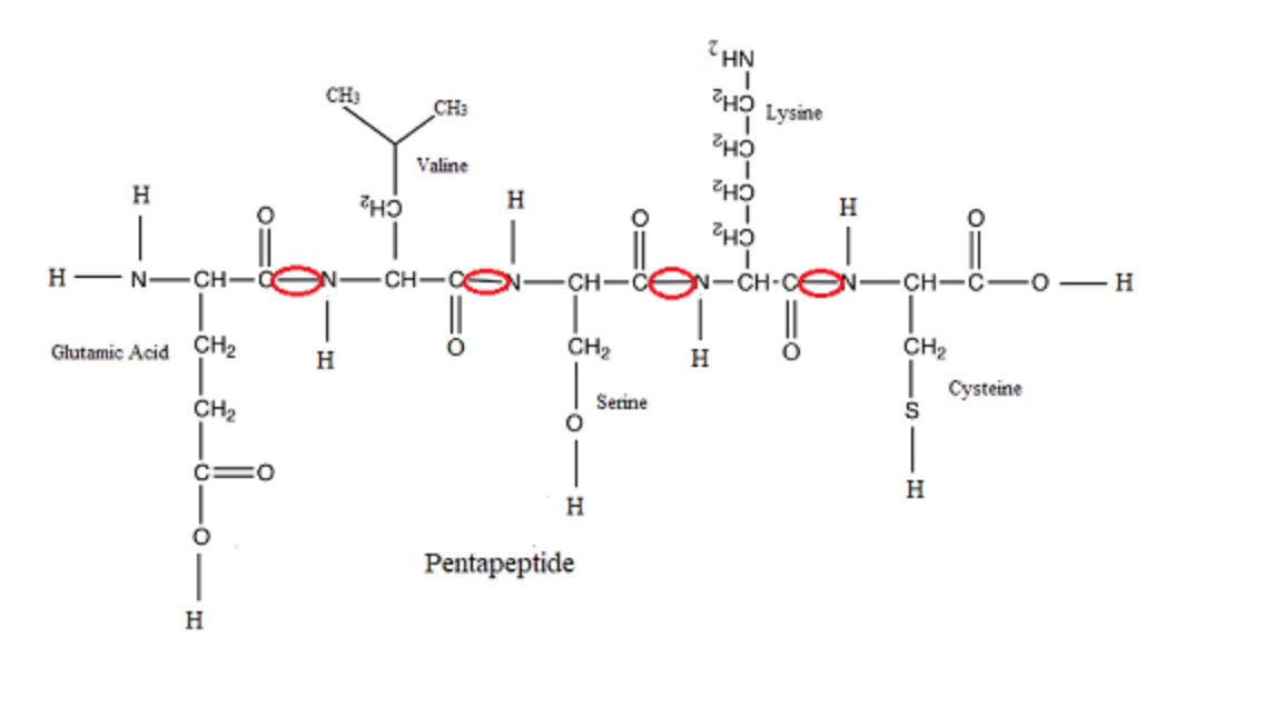 HN
CH3
CH:
Valine
CH2
H
H
H
CH2
CH-CeN-CH-Ce
1.
H -N-CH-C
CH-C
N-CH-C-0-H
Glutamic Acid CH2
CH2
CH2
H
H
Cysteine
Serine
CH2
H.
|
Pentapeptide
H
