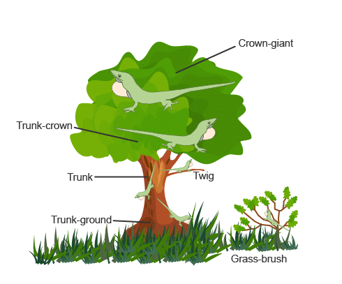 Crown-giant
Trunk-crown.
Twig
Trunk-
Trunk-ground-
Grass-brush
