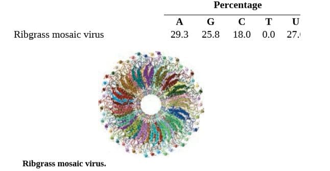 Percentage
A
G
т
Ribgrass mosaic virus
29.3
25.8
18.0
0.0
27.
Ribgrass mosaic virus.

